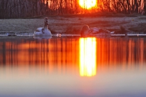 hw_nat_schwan_licht_ren3613_as